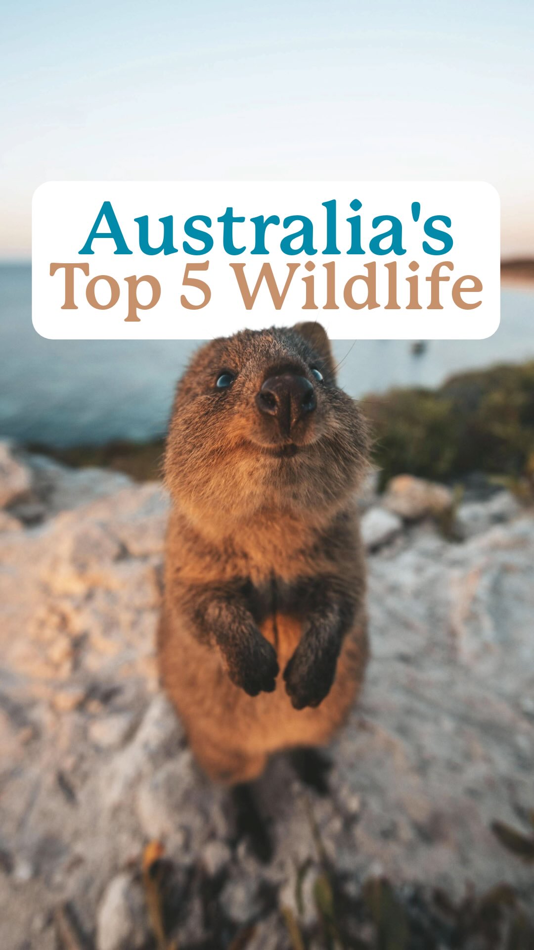 Best Australian Spots To See Native Wildlife