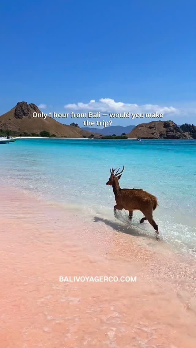 Komodo National Park Day Trip Highlights