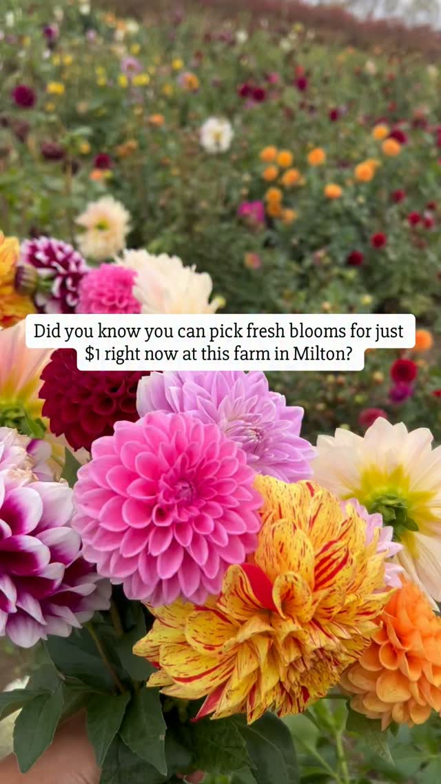 Milton Farm Offers Pick-Your-Own Flowers and Raspberries