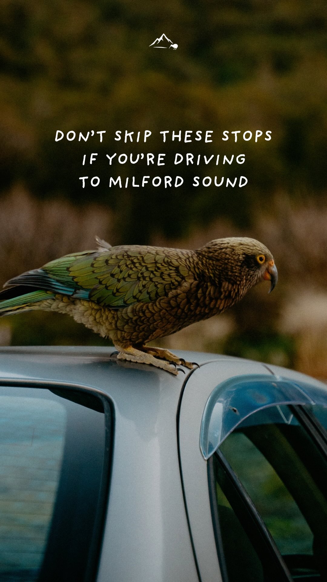Road Trip Through Fiordland National Park