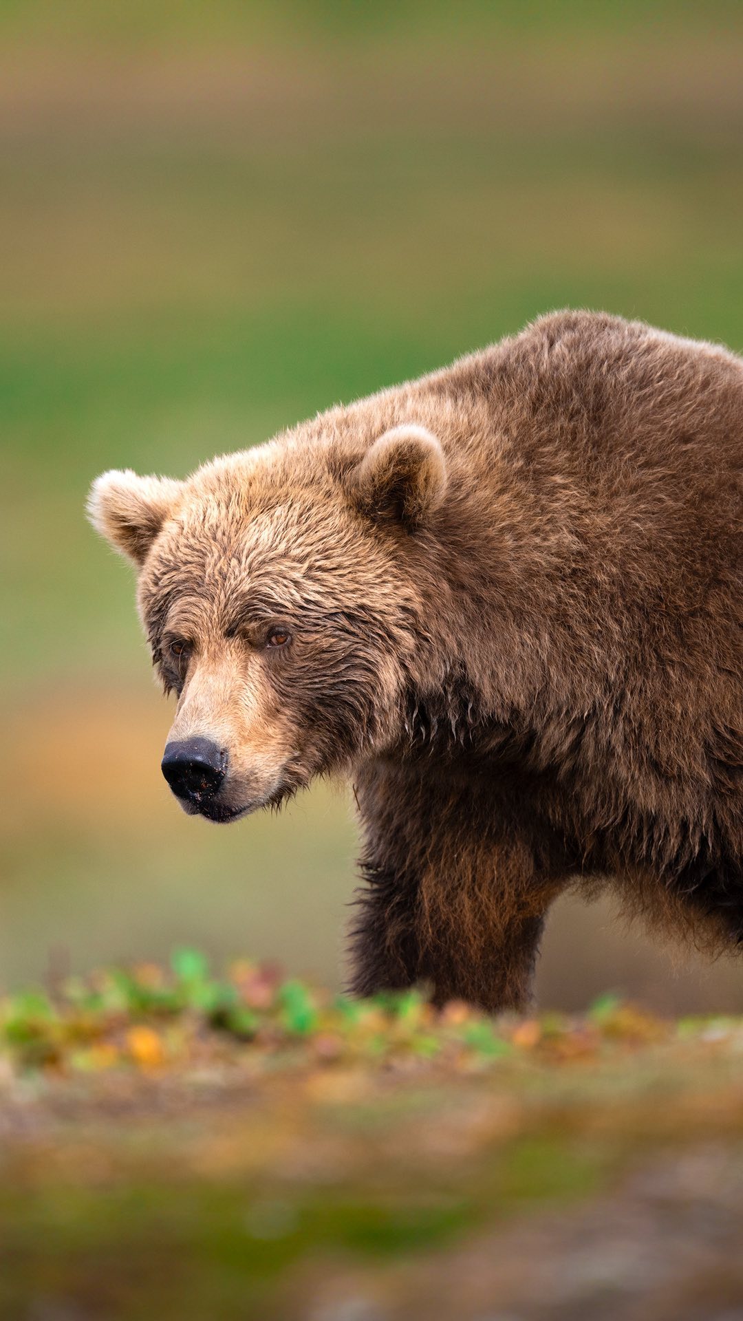 Katmai National Park Bear Viewing And Activities