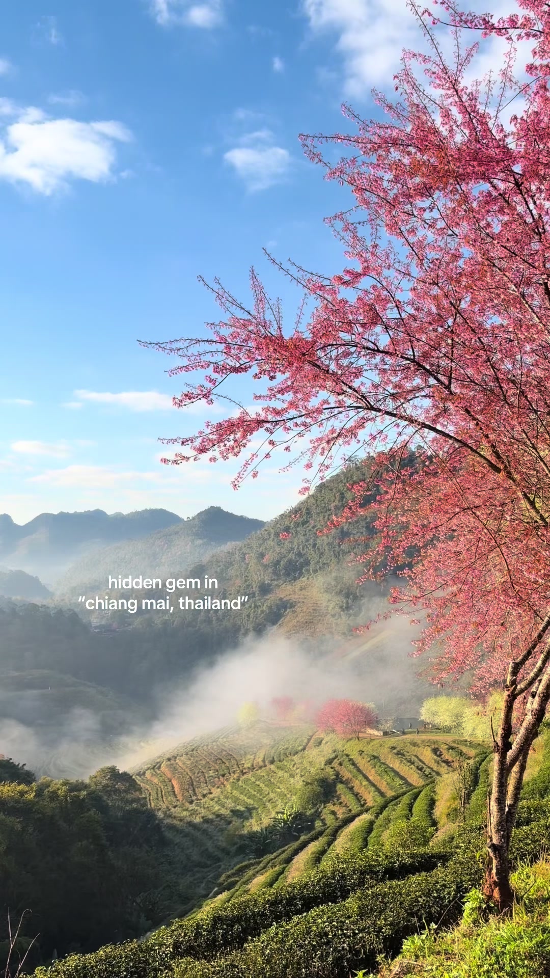 Doi Ang Khang's Scenic Tea Plantations