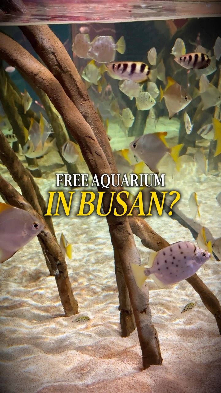 Busan Museums: Maritime, Digital Art, and Play