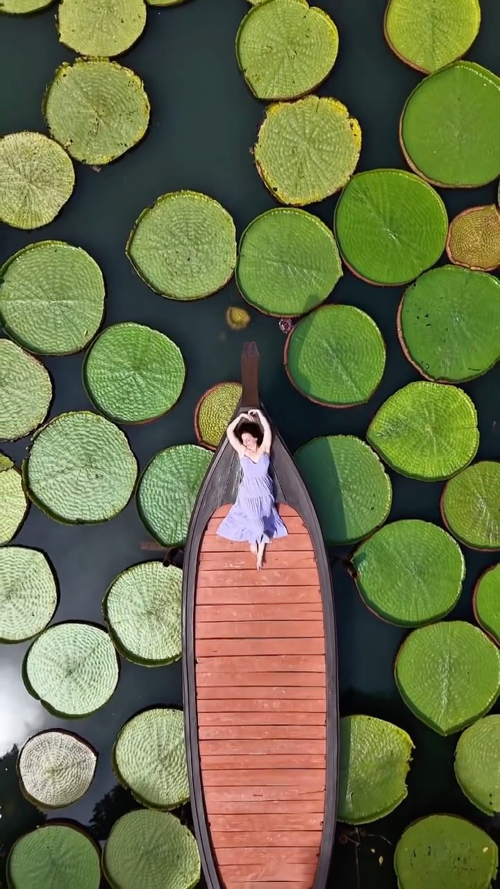 Giant Water Lilies At Ma Doo Bua Pond