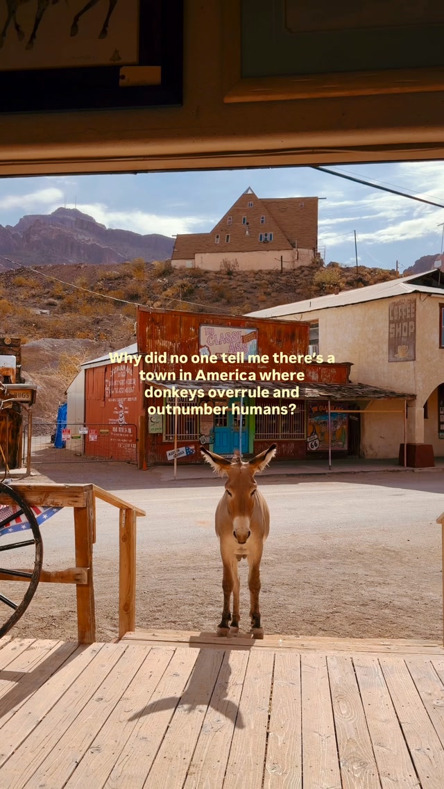 Oatman: Wild Burros Roam Historic Route 66