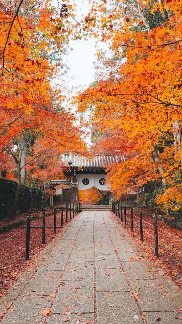 Japan's Beautiful Nature, Temples, and Traditional Towns