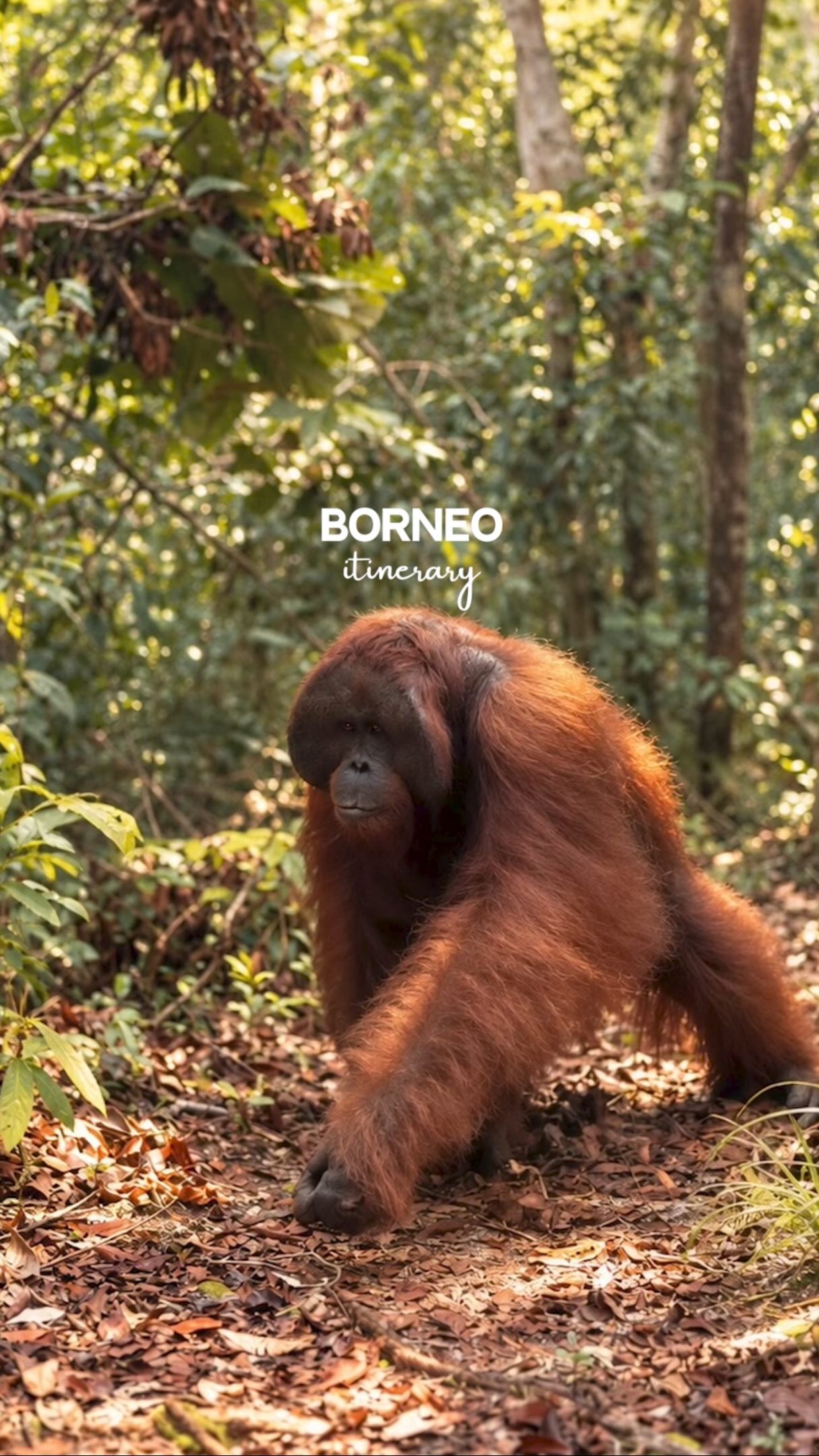 Borneo Orangutan Jungle Adventure