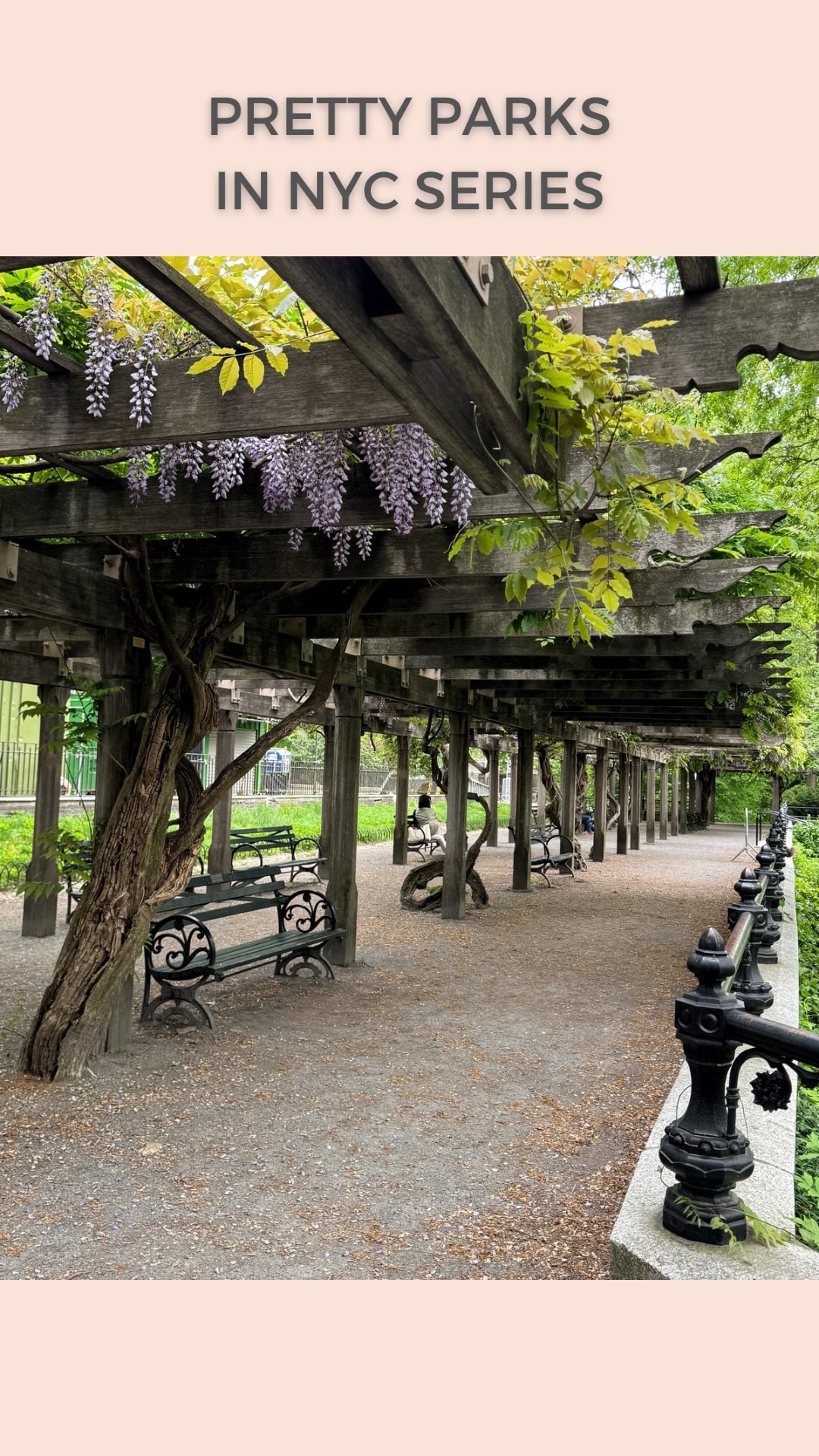 Central Park's Romantic Wisteria Pergola