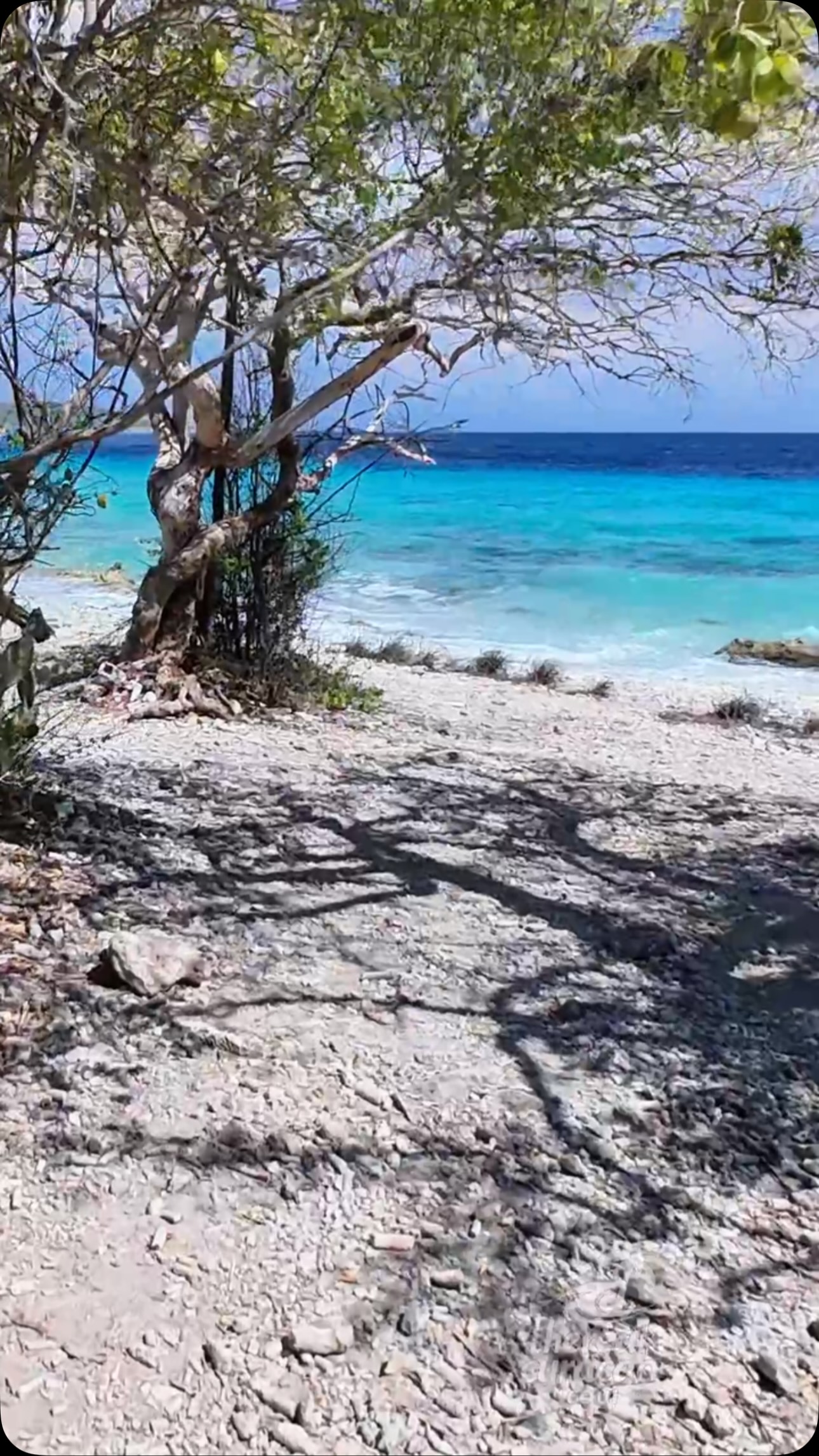 Curaçao's Turquoise Waters and Salt Pond