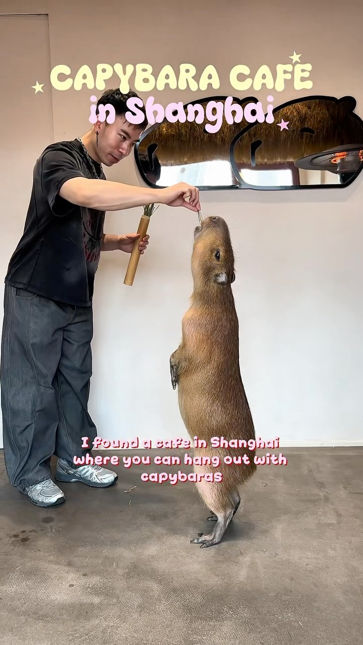Capybara Cafe Offers Unique Animal Encounters