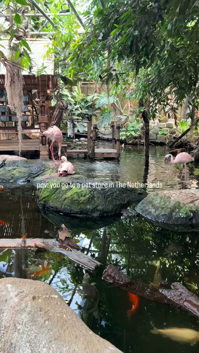 Avonturia De Vogelkelder: Pet Store With Adventure Worlds