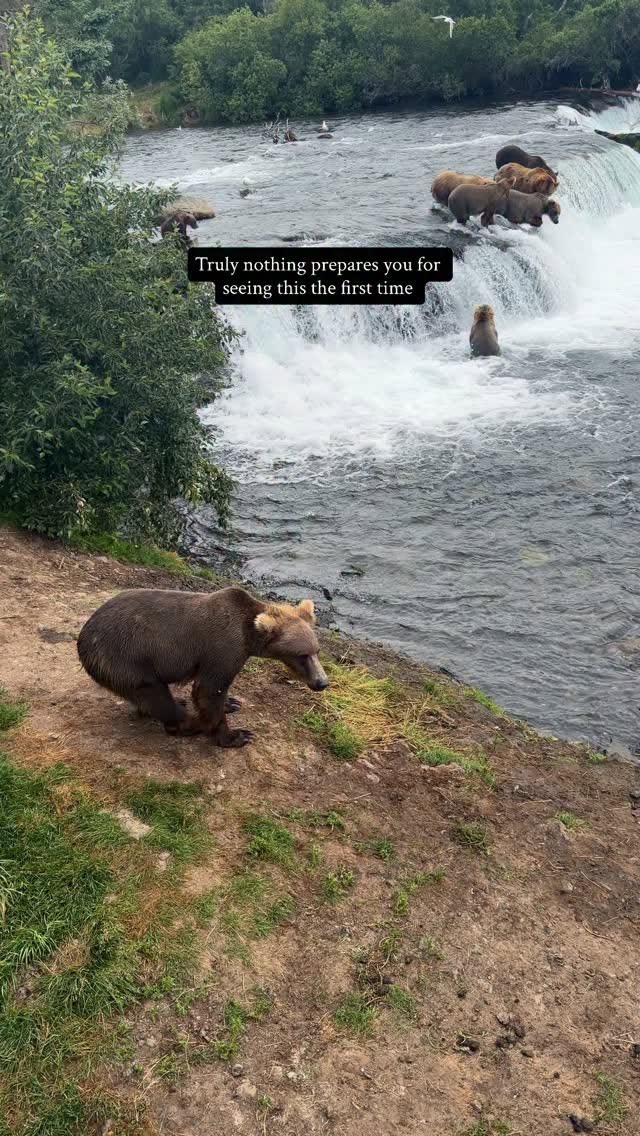 Bears Feast at Alaska's Brooks Falls