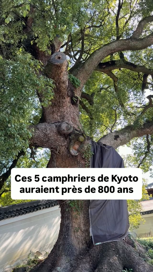 Shoren-in Temple's Ancient Camphor Trees