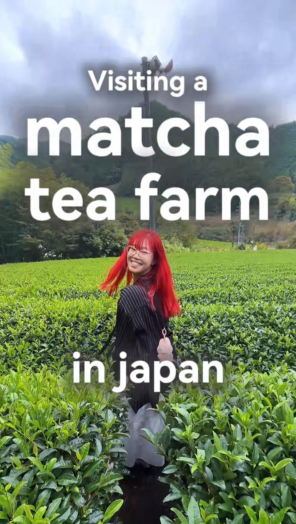 Matcha Tea Farm and Tasting Near Kyoto
