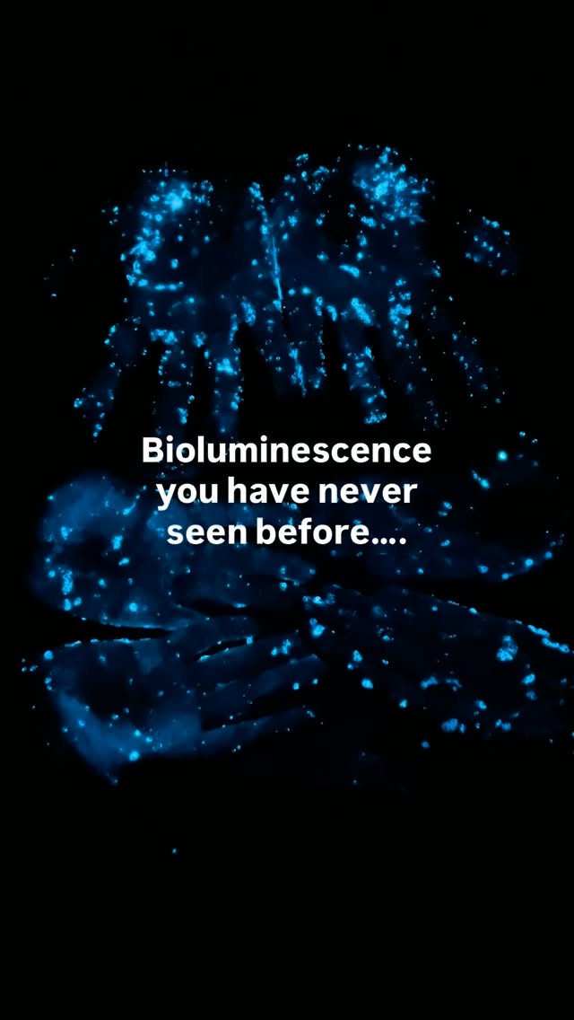 Naoshima's Bioluminescent Sea Fireflies Glow