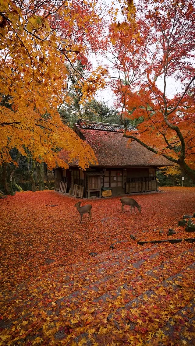 Nara Park's Autumn Beauty at Mizuya Chaya