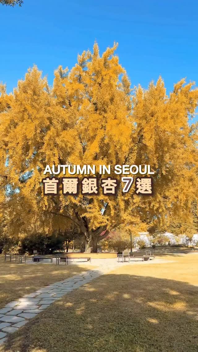 Seoul's Top Ginkgo Tree Viewing Spots This Autumn