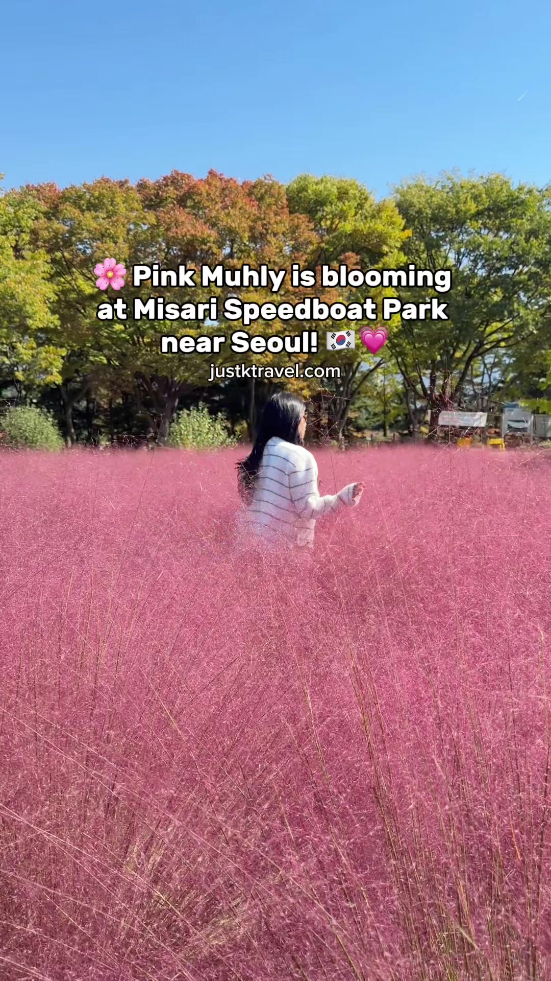 Misari Speedboat Park's Pink Muhly Grass