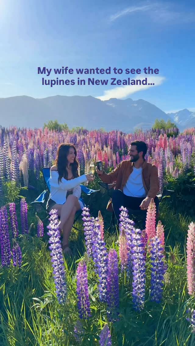 South Island New Zealand Lupine Fields Road Trip