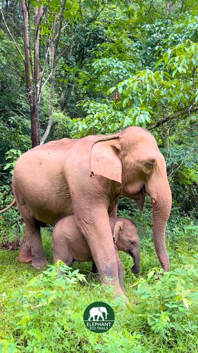 Elephant Trails Show Mother-Baby Bond