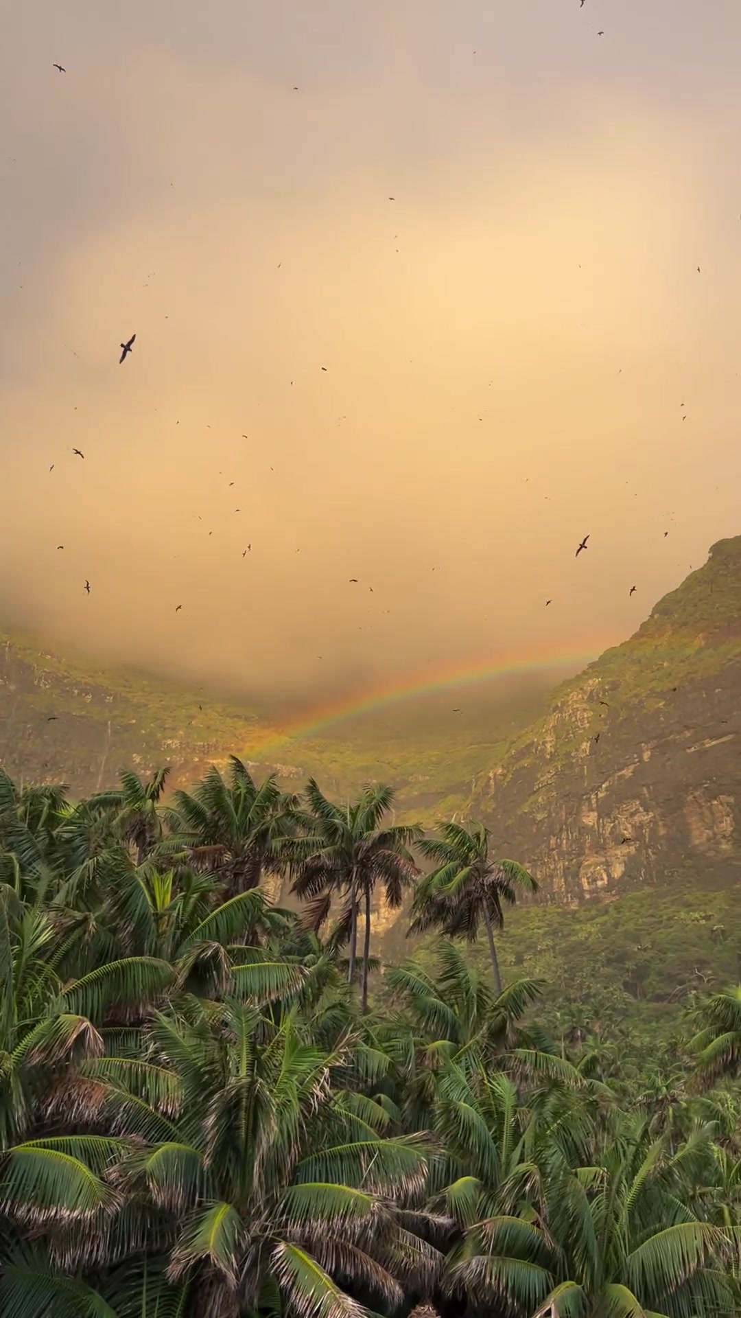 Lord Howe Island's Rainforest Paradise