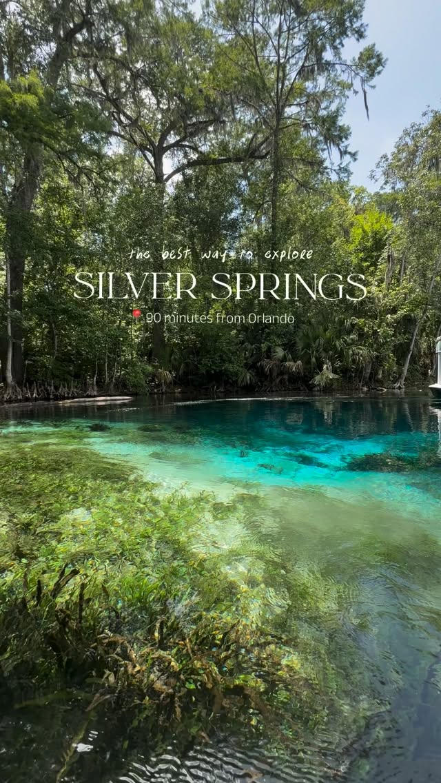 Clear Kayak Tours and Wildlife Viewing At Silver Springs