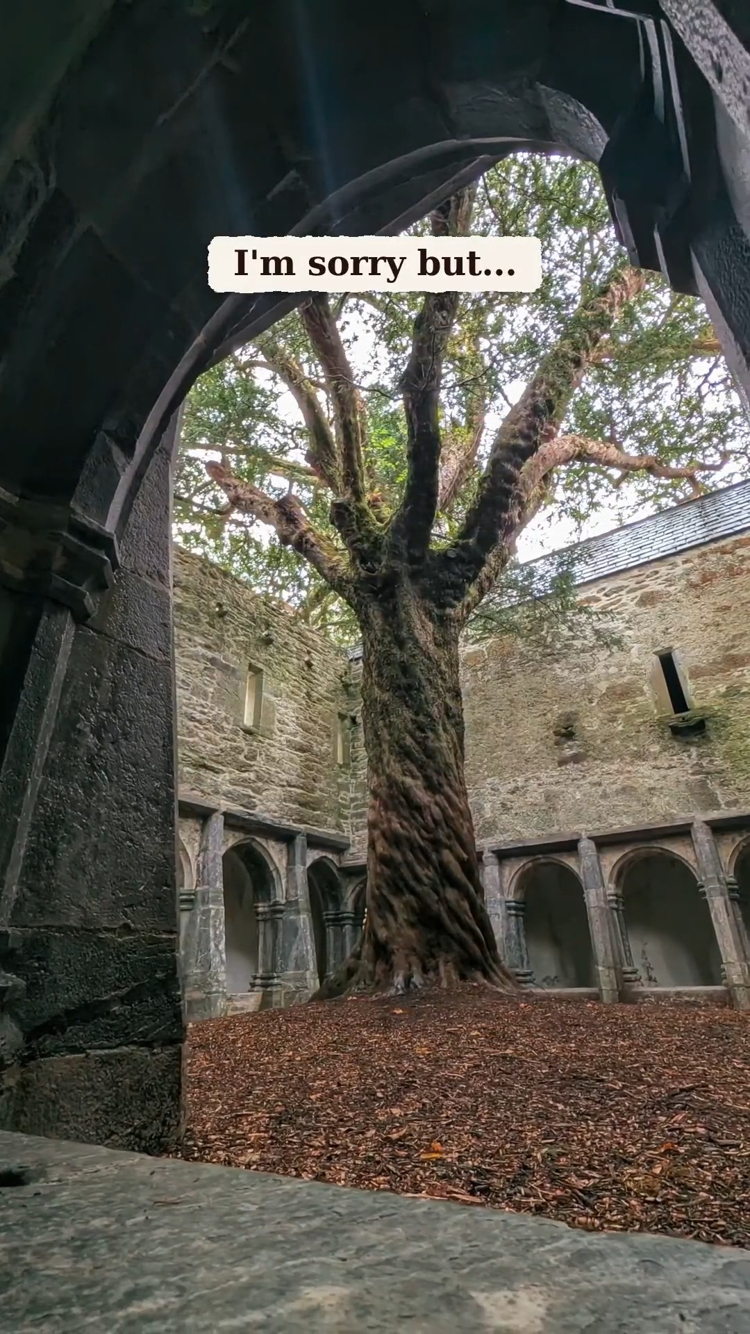 Historic Irish Abbey and National Park