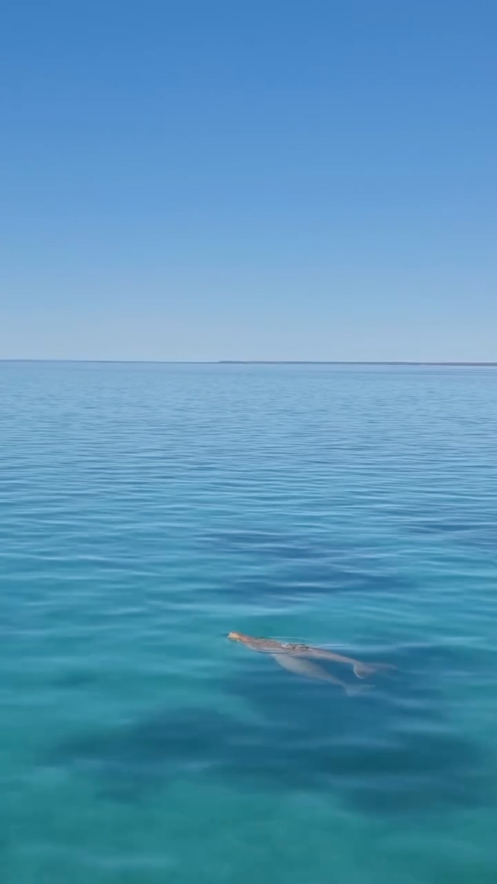 Shark Bay's Abundant Dugong Populations