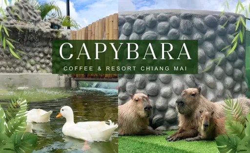 Capybara Coffee: Relaxing Spots Across Thailand