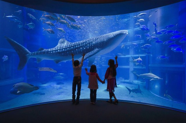 Osaka Aquarium Kaiyukan Attractions