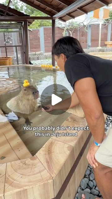 Meet Capybaras at Jeju's Animal Parks