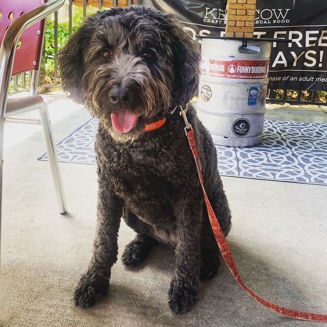 Cape Coral Restaurants Offer Pet-Friendly Outdoor Dining