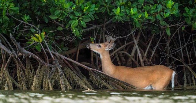 Key Deer Refuge and Blue Hole: Florida Keys Nature