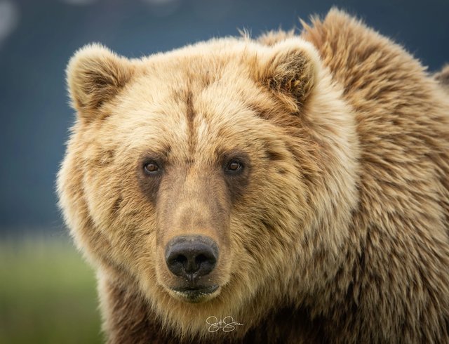 Katmai National Park Bear Viewing