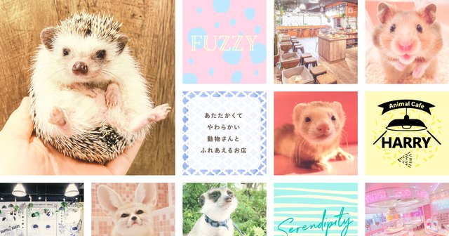 Hedgehog Cafes Offer Animal Encounters