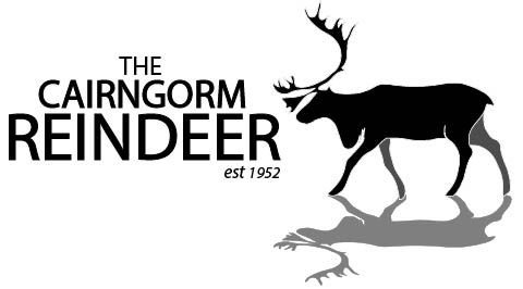 Britain's Only Reindeer Herd Roams Cairngorm Mountains