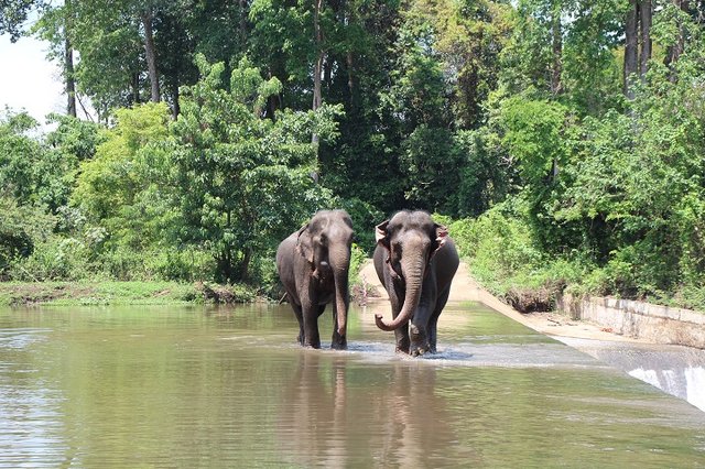 Yok Don National Park: Unique Dry Forest Ecosystem