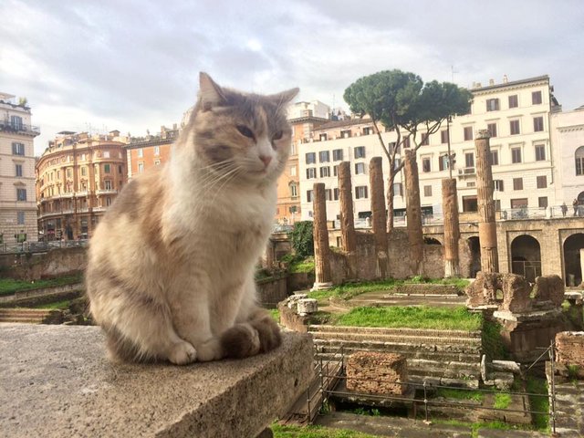 Rome's Torre Argentina Cat Sanctuary Mission