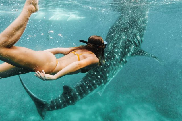 Whale Shark Tour Options in Exmouth